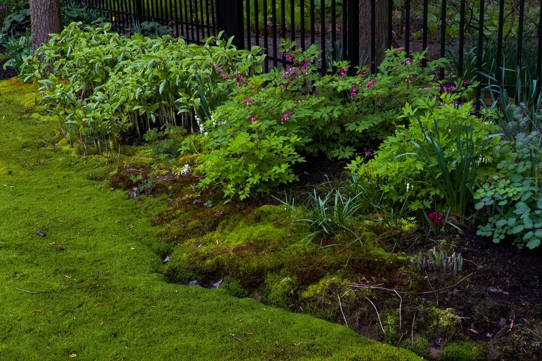 shade bed