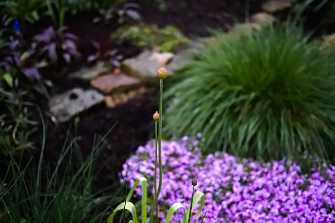 allium bud