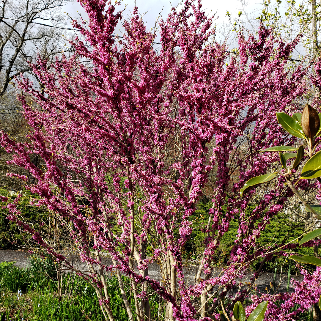 ‘Avondale’ redbud