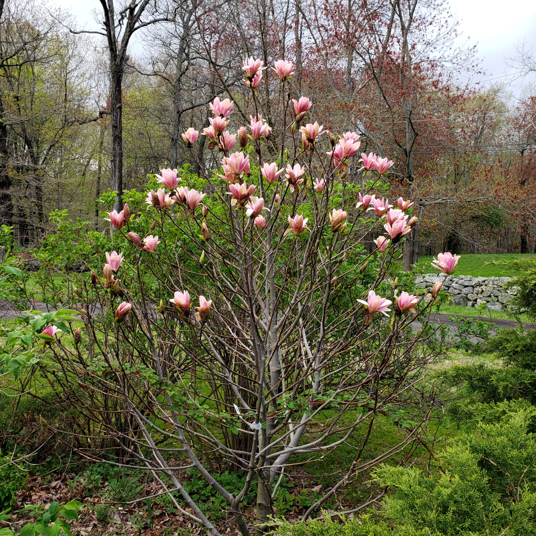 Magnolia ‘Coral Lake’