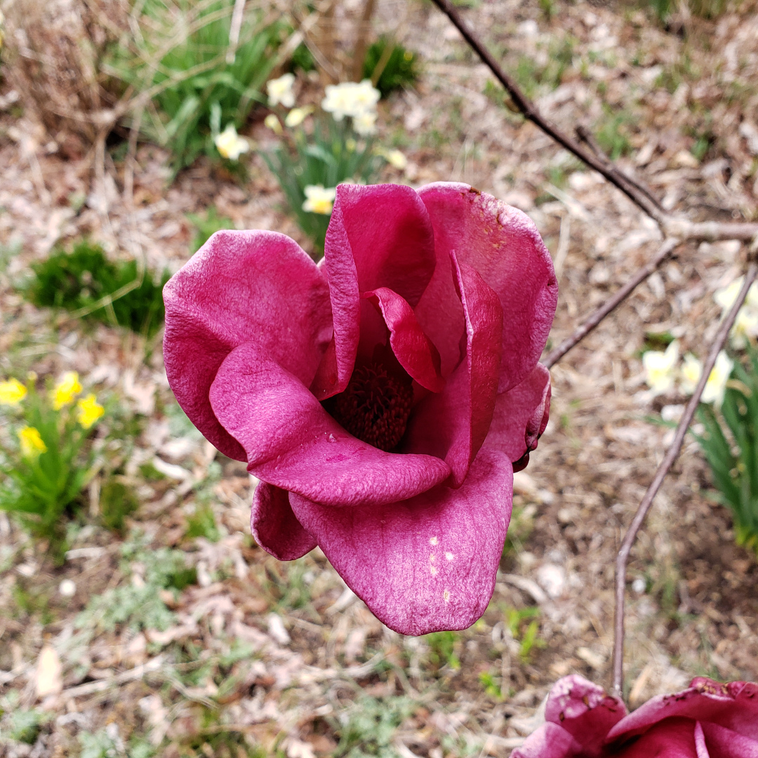 Magnolia ‘Genie’