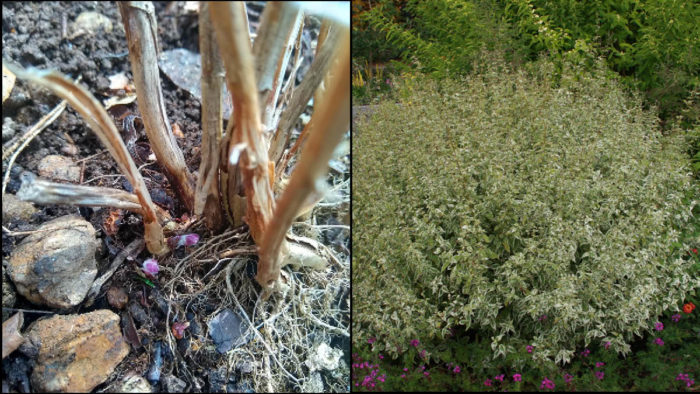 ‘Snow Fairy’ blue mist shrub (newly emerged) ‘Snow Fairy’ blue mist shrub