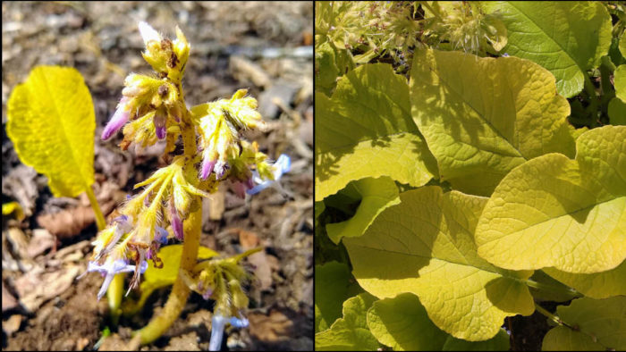 ‘Sundew’ Black Sea comfrey (newly emerged) ‘Sundew’ Black Sea comfrey (photo credit: Plant Delights Nursery)