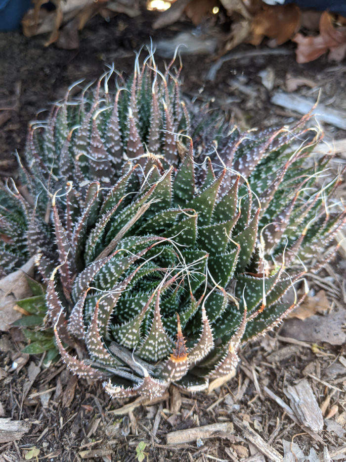 Lace aloe (A. aristata) (photo credit: Joseph Tychonievich)