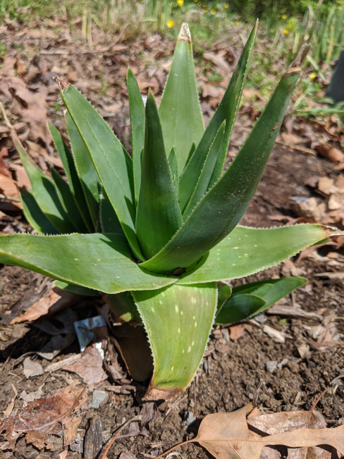 Grass aloe (A. ecklonis) (photo credit: Joseph Tychonievich)