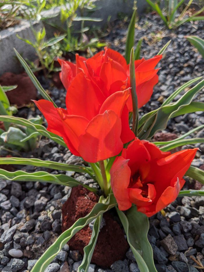 Tulipa vvedenskyi  (photo credit: Joseph Tychonievich)