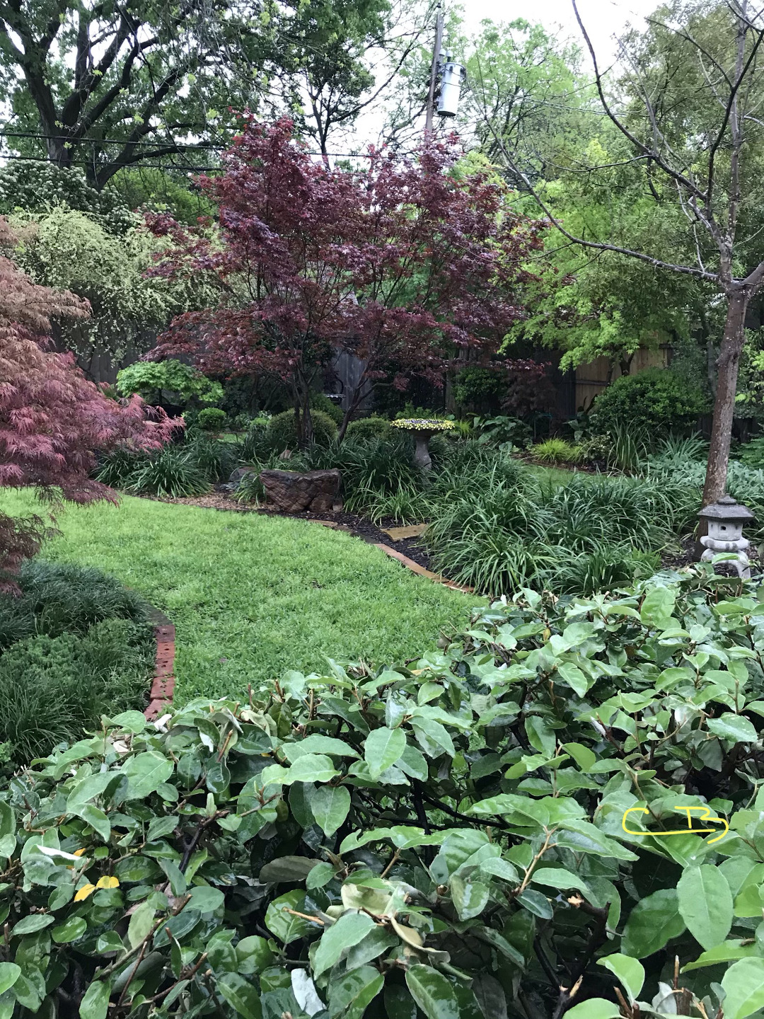 ‘Bloodgood’ Japanese maple