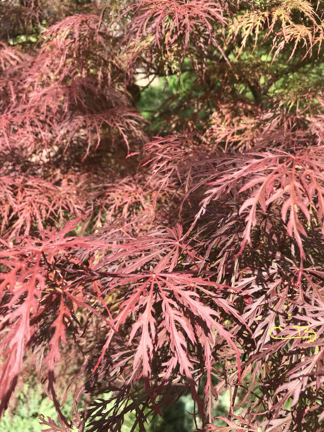 ‘Garnet’ Japanese maple