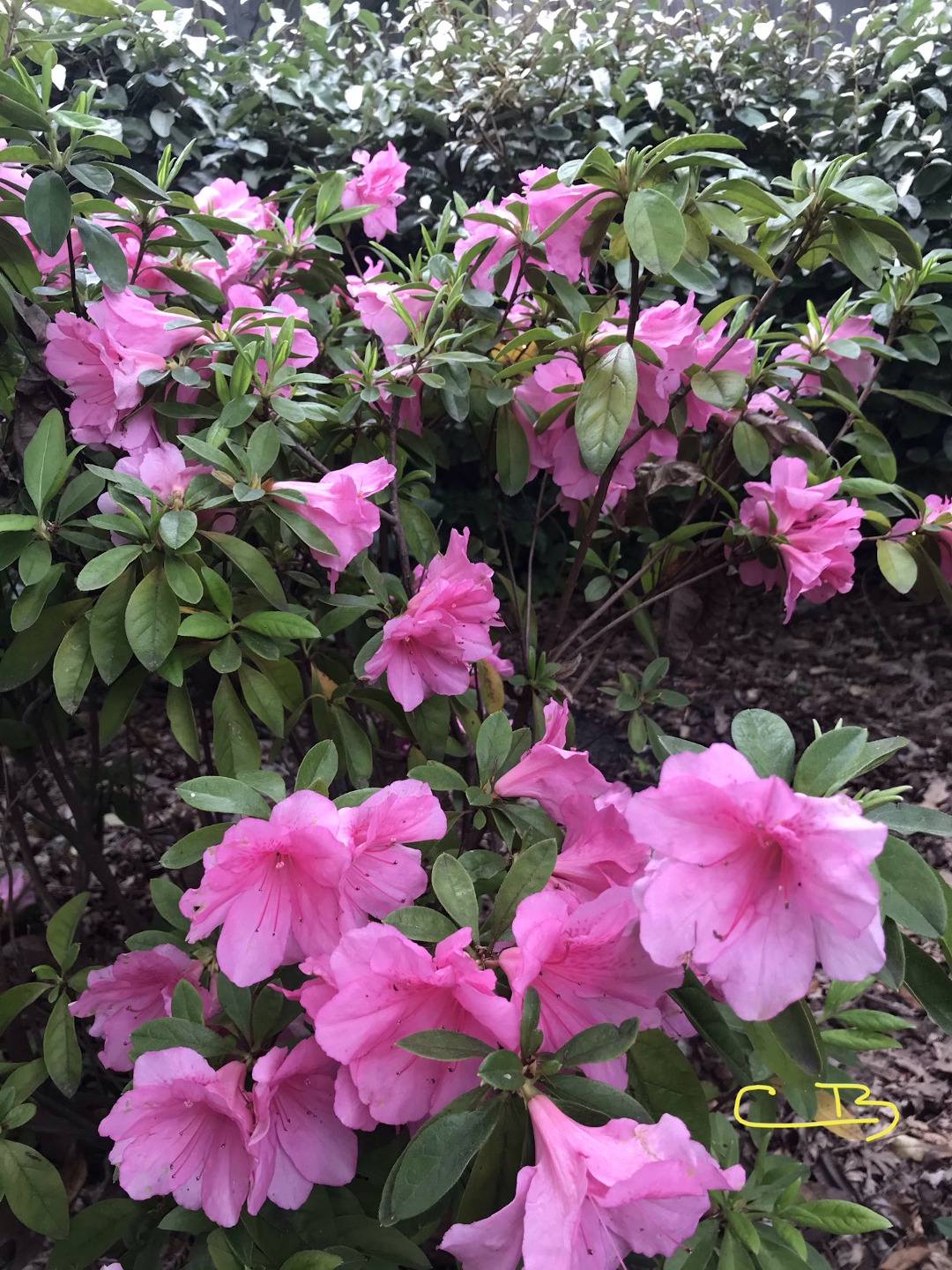 azalea