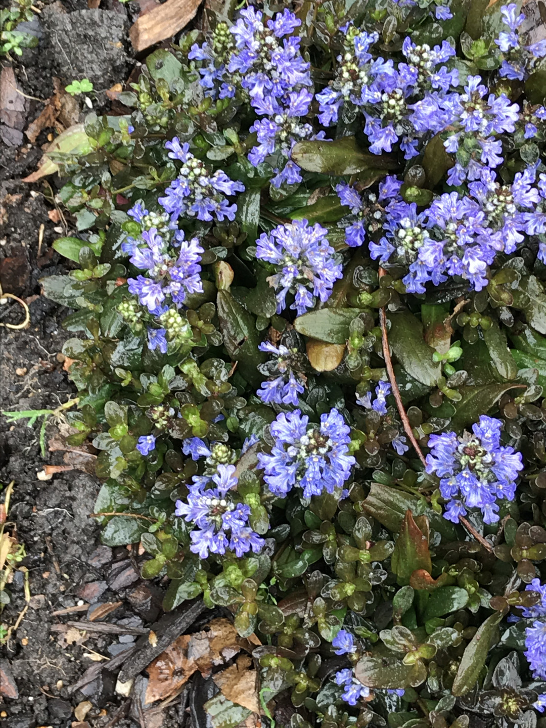 Chocolate chip ajuga