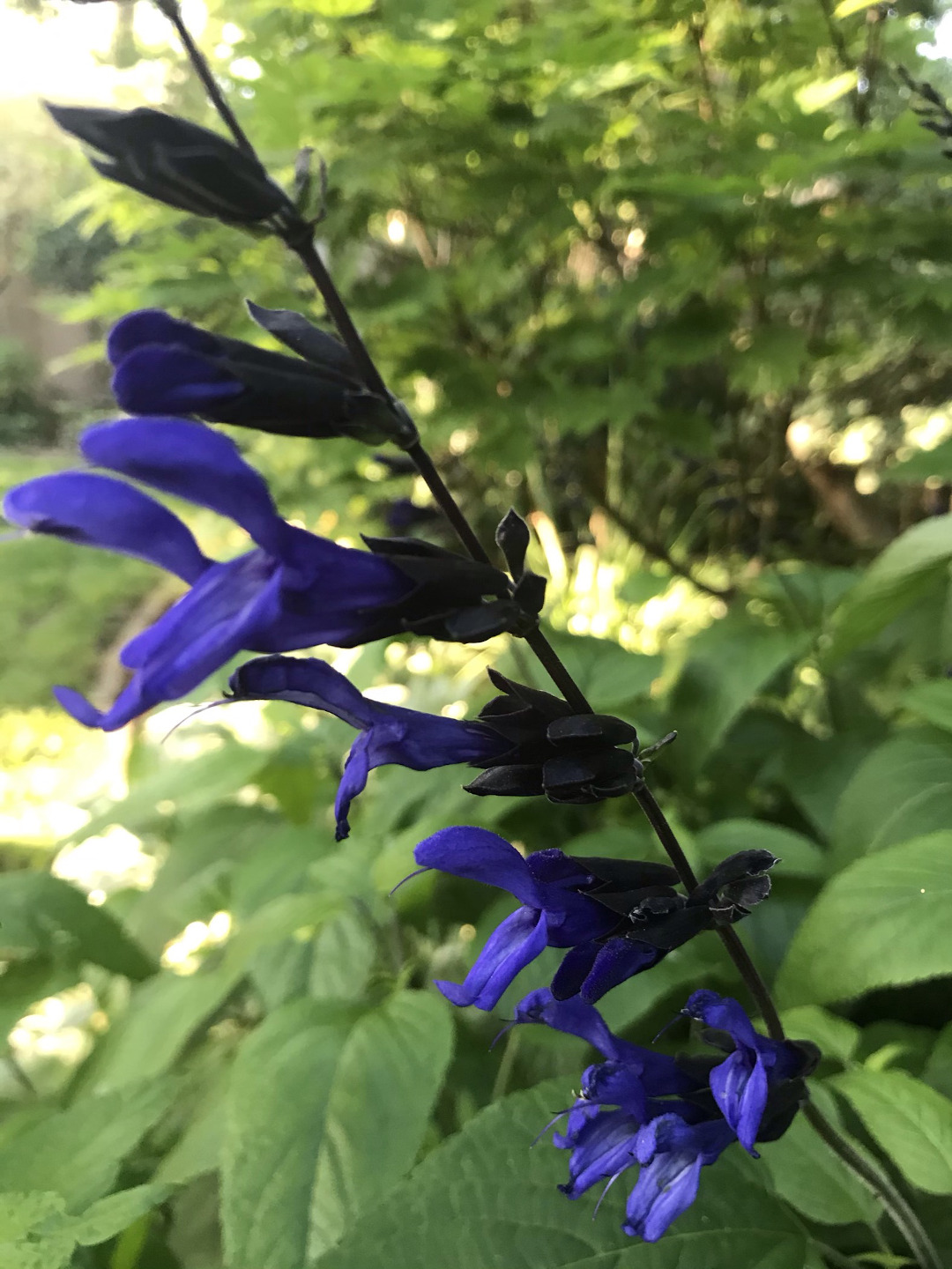 Black and blue salvia