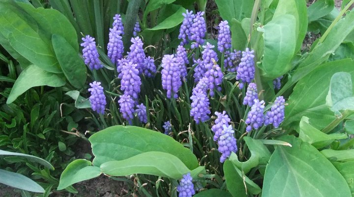 Grape hyacinth