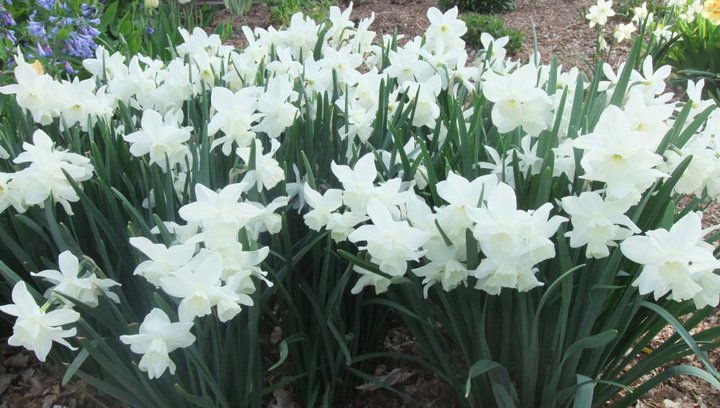 Narcissus ‘Thalia’