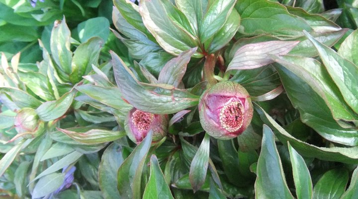 peony buds