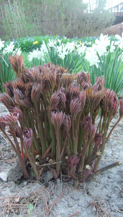 peony foliage