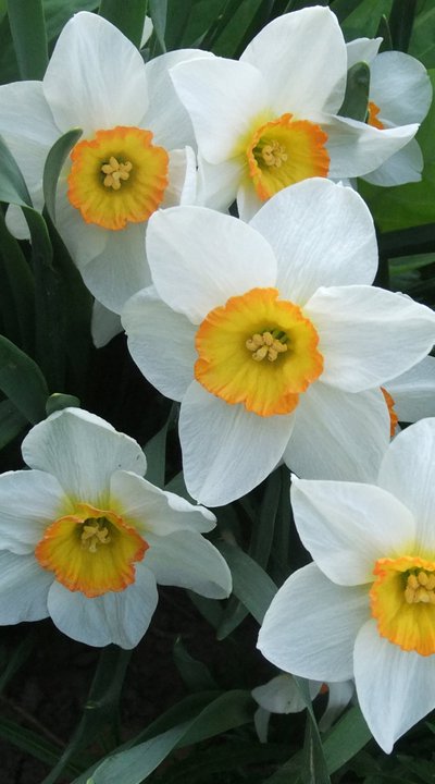 small-cup daffodil