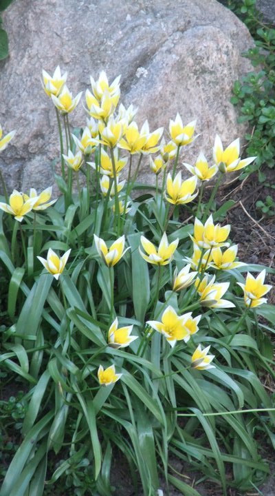 Tulipa tarda