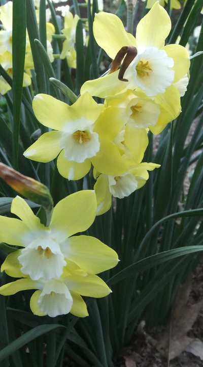 ‘Pipit’ daffodil