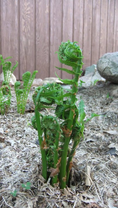 Fern fiddle