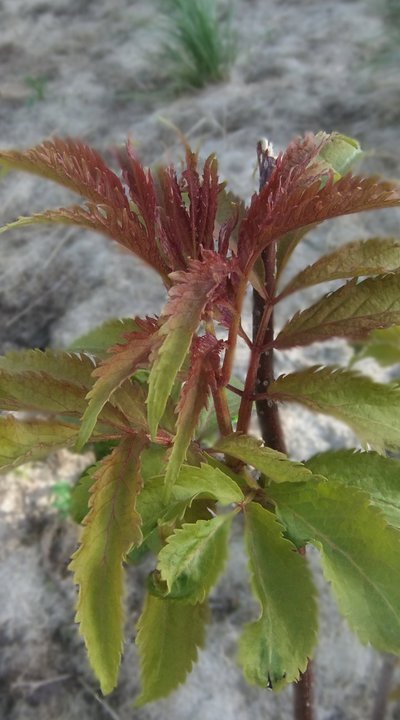 Elderberry