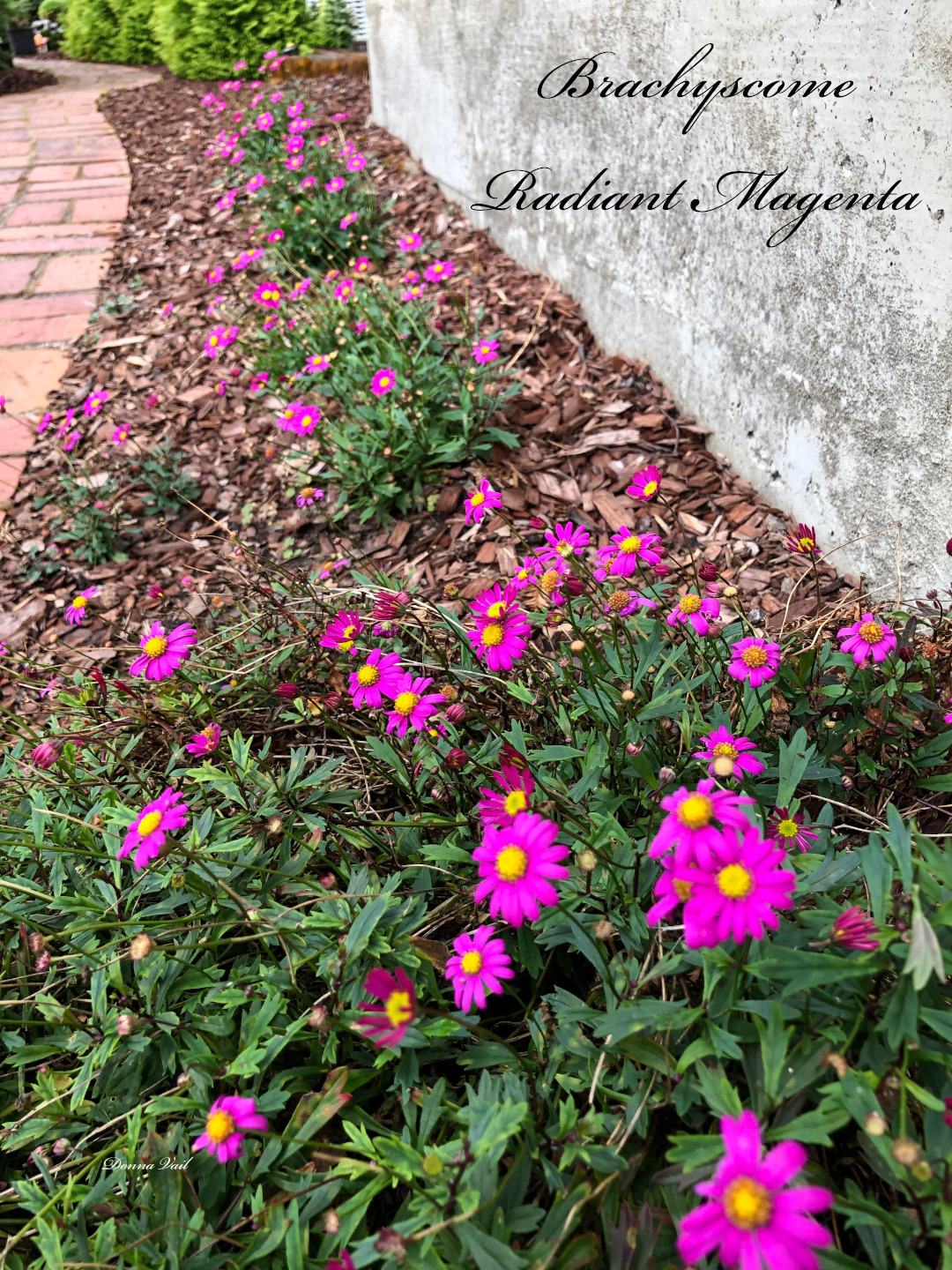 Brachyscome ‘Radiant Magenta’