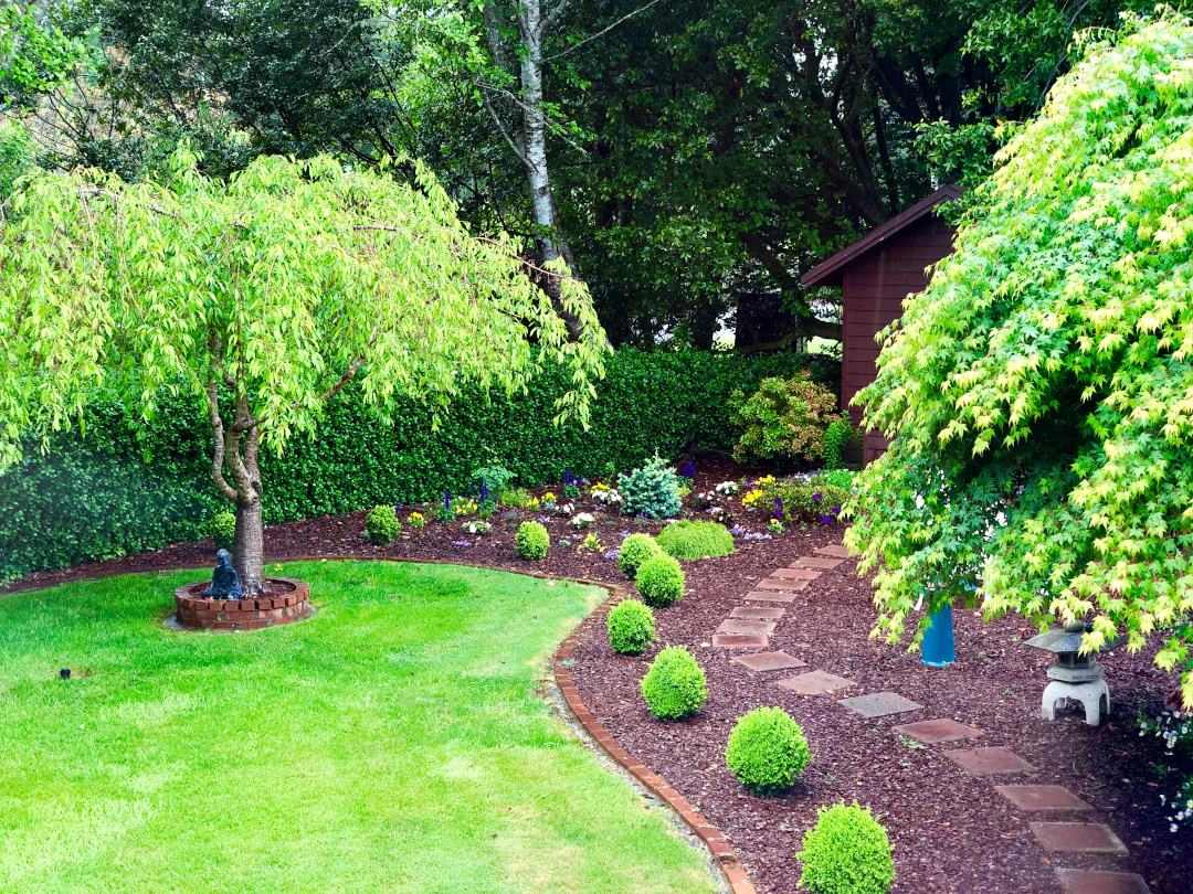 weeping cherry