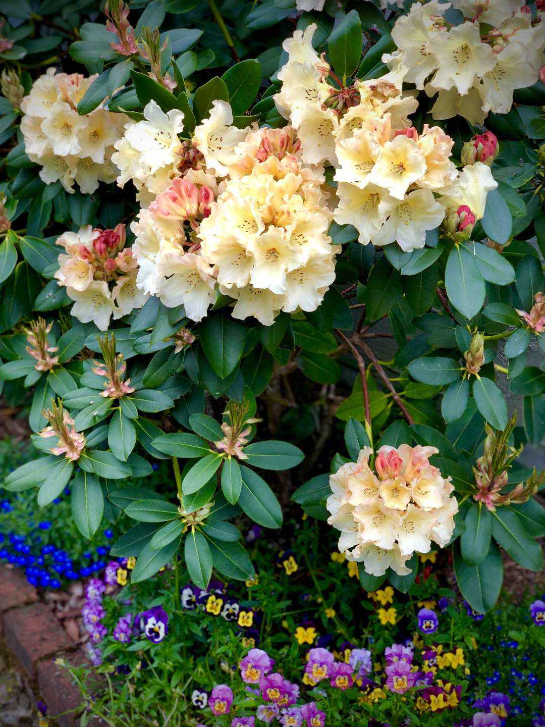 hybrid rhododendrons