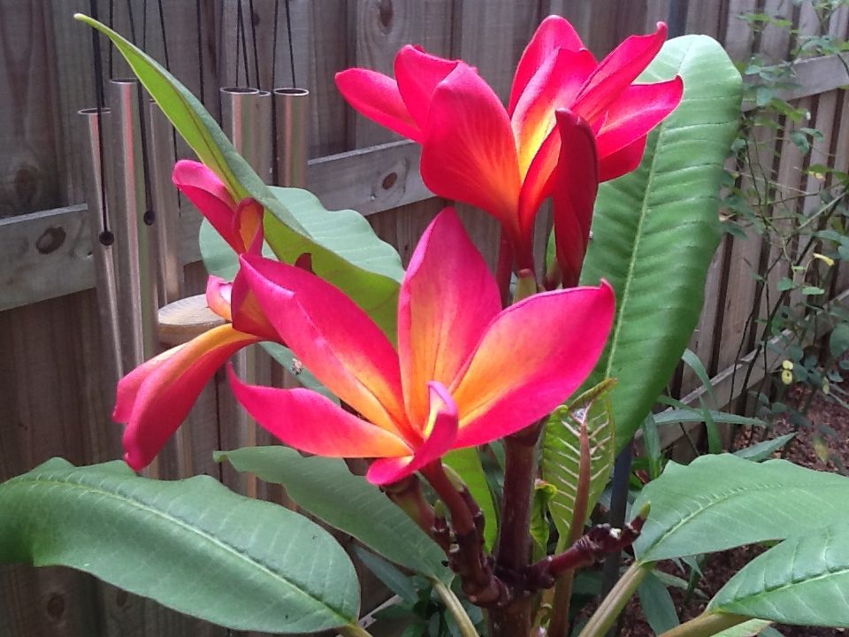 Plumeria