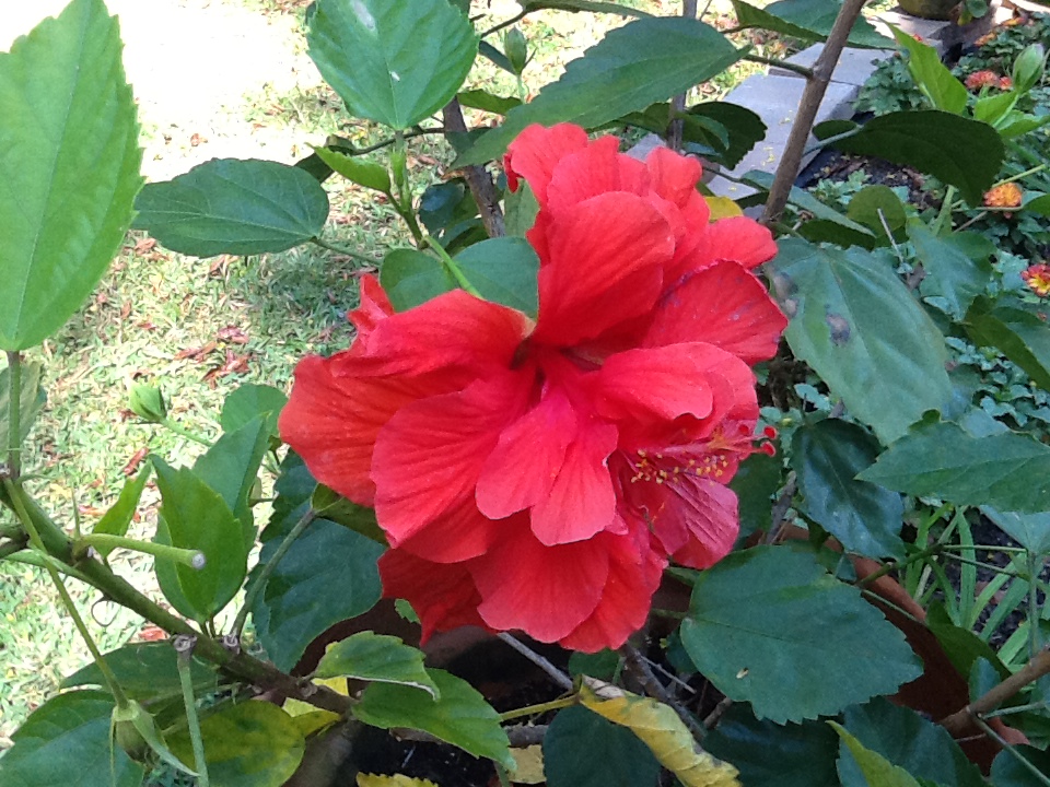 double-flowered hibiscus