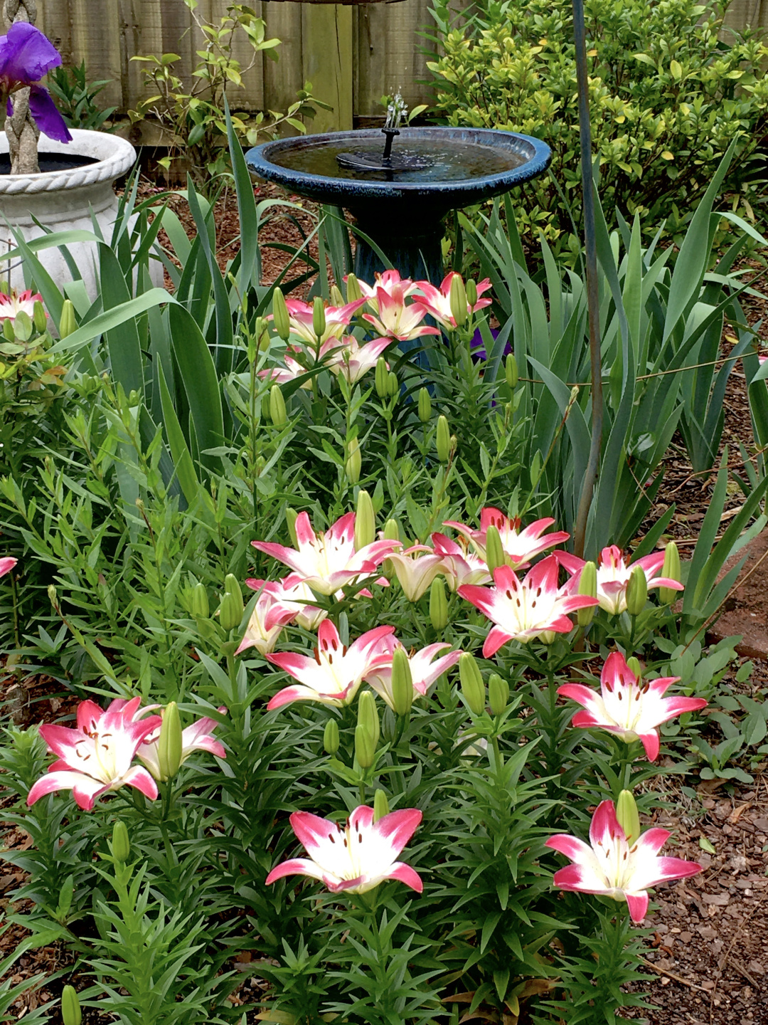 asiatic lilies