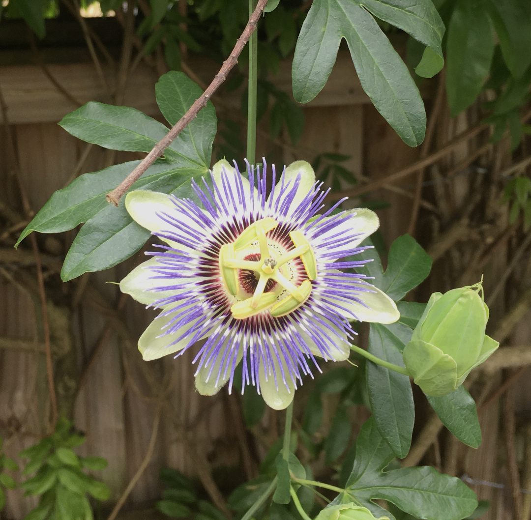 passionflower