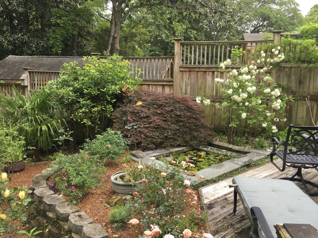 pond with waterlilies