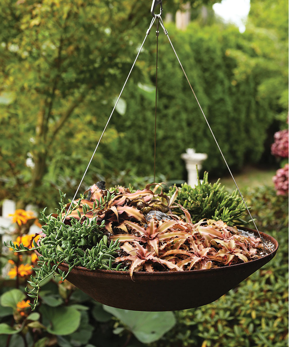 hanging container dish full of succulents