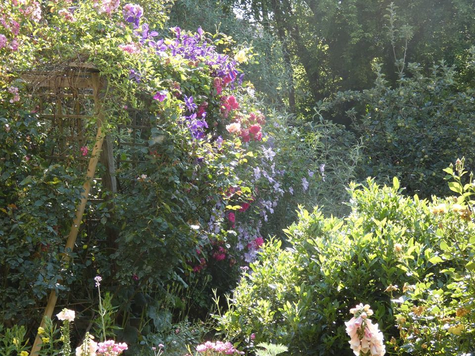 Flowering climbers