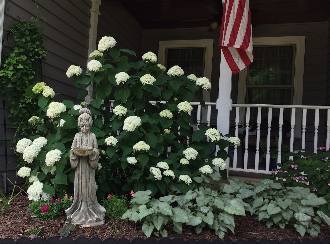 Incrediball hydrangea