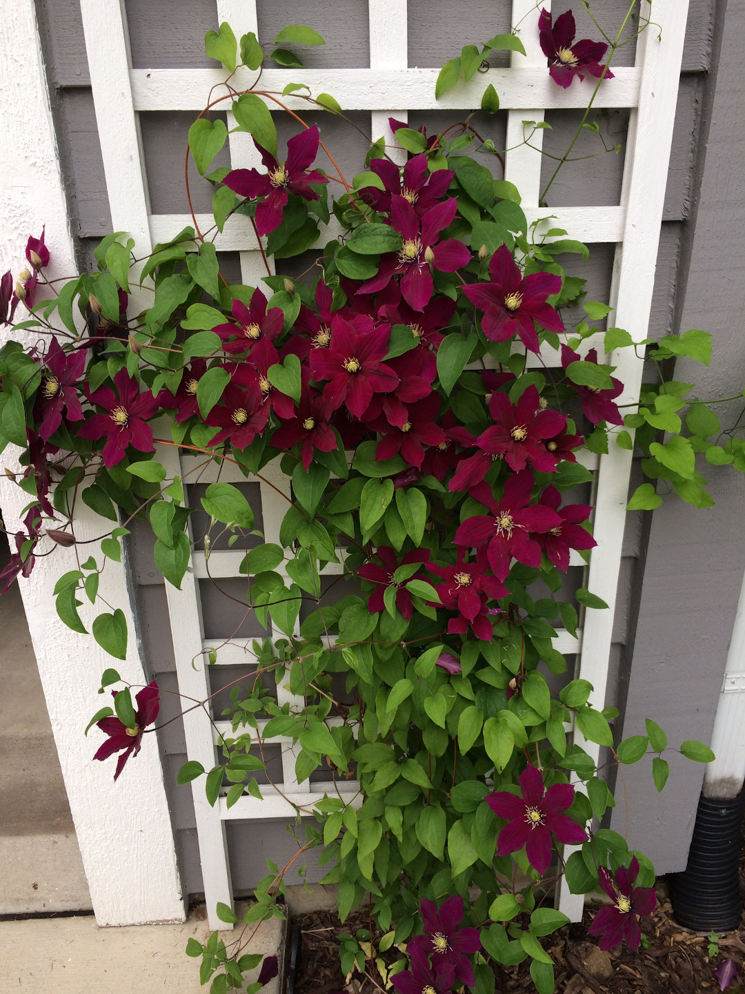 Clematis ‘Rosemoor’