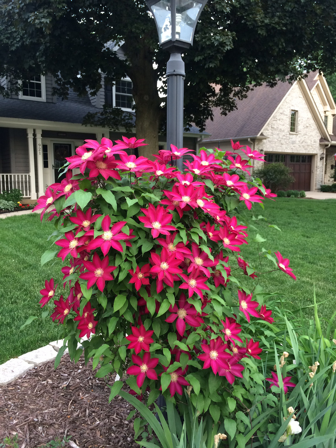 Clematis ‘Bourbon’