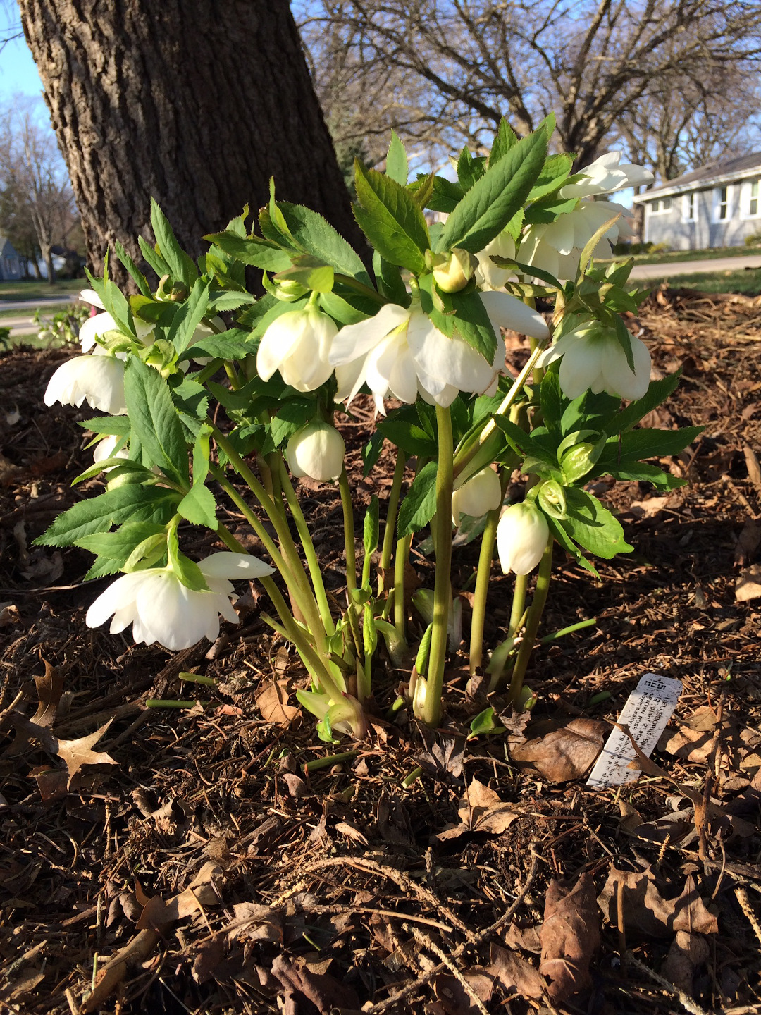 Helleborus ‘Sparkling Diamond’