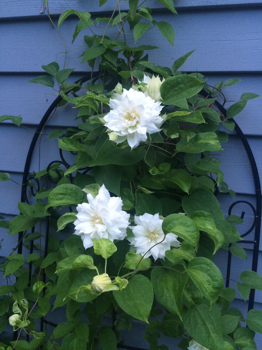 Clematis ‘Duchess of Edinburgh’