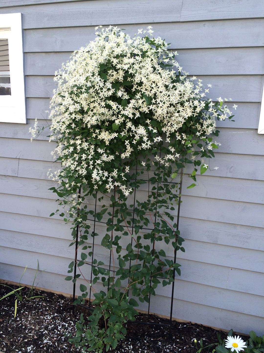 Clematis paniculata