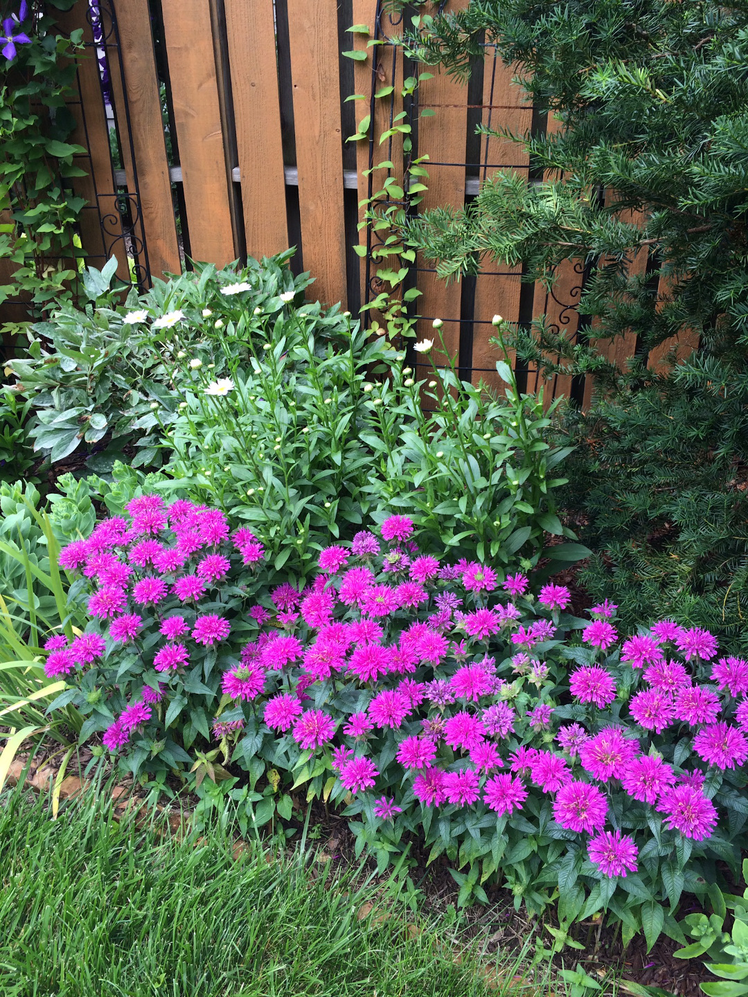 Monarda ‘Grand Mum’