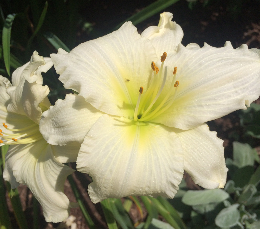 Hemerocallis ‘Lady Elizabeth’