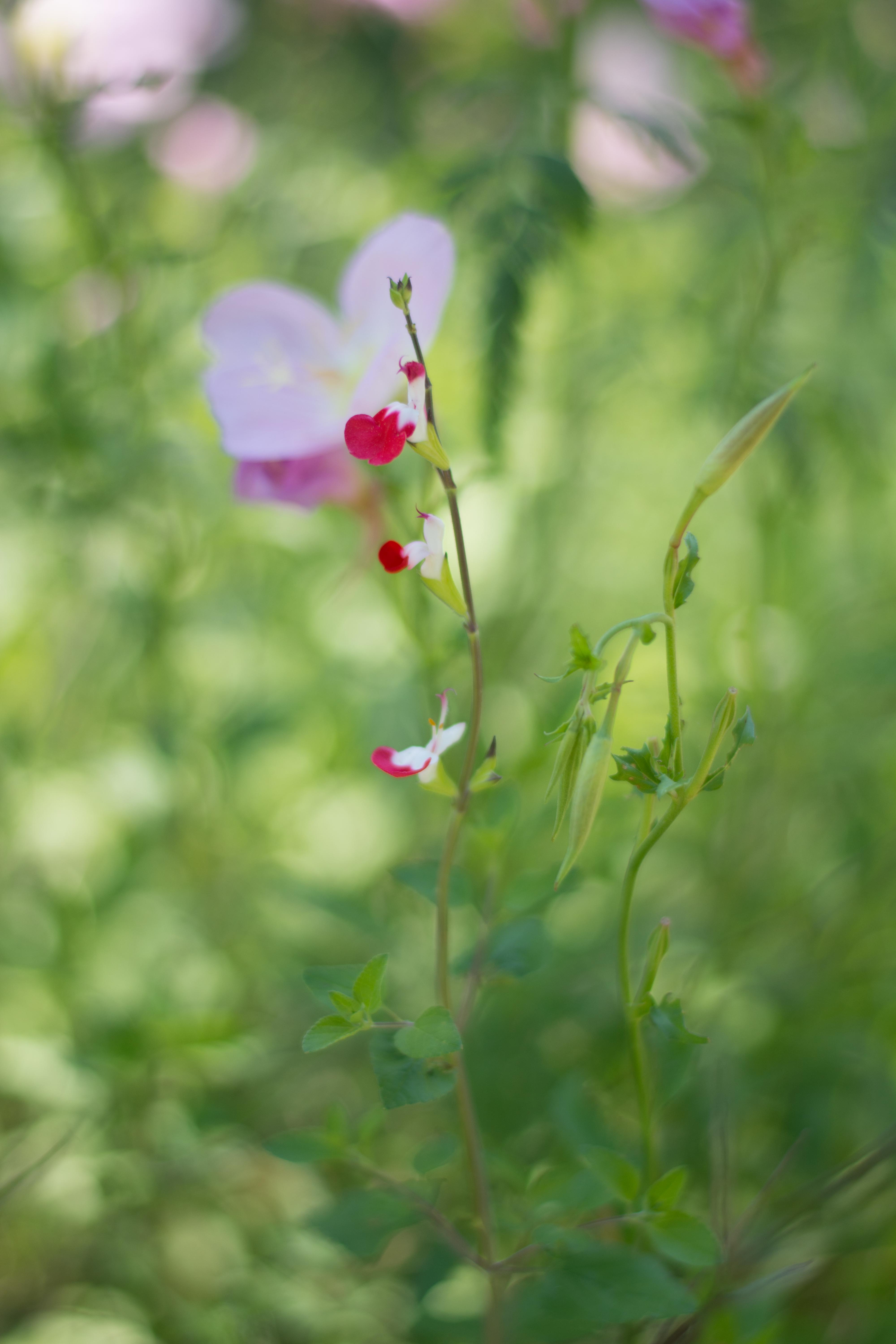 Salvia microphylla ‘Hot Lips’