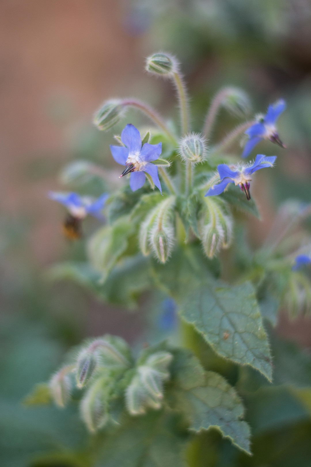 Borage