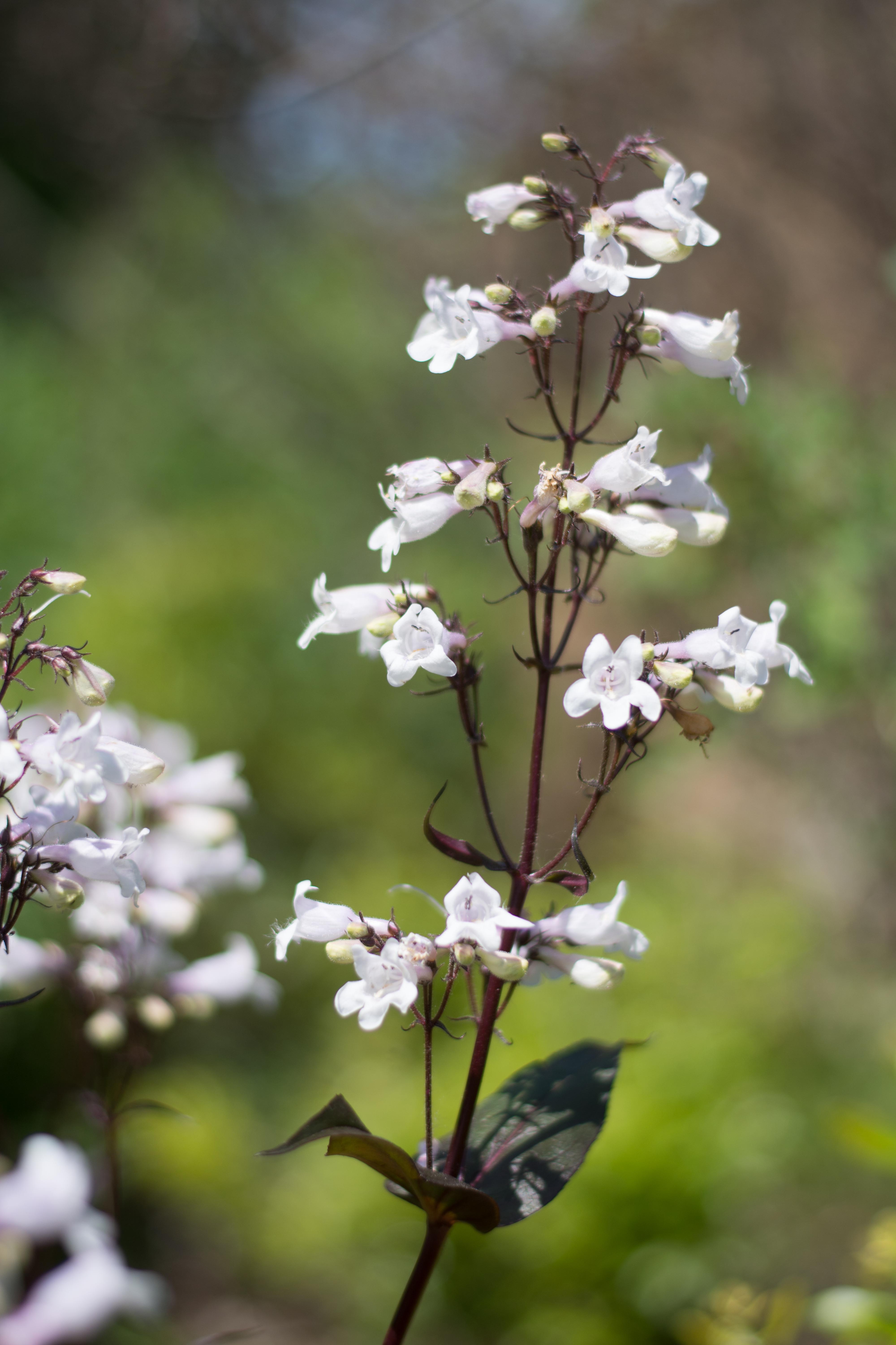 Penstemon digitalis