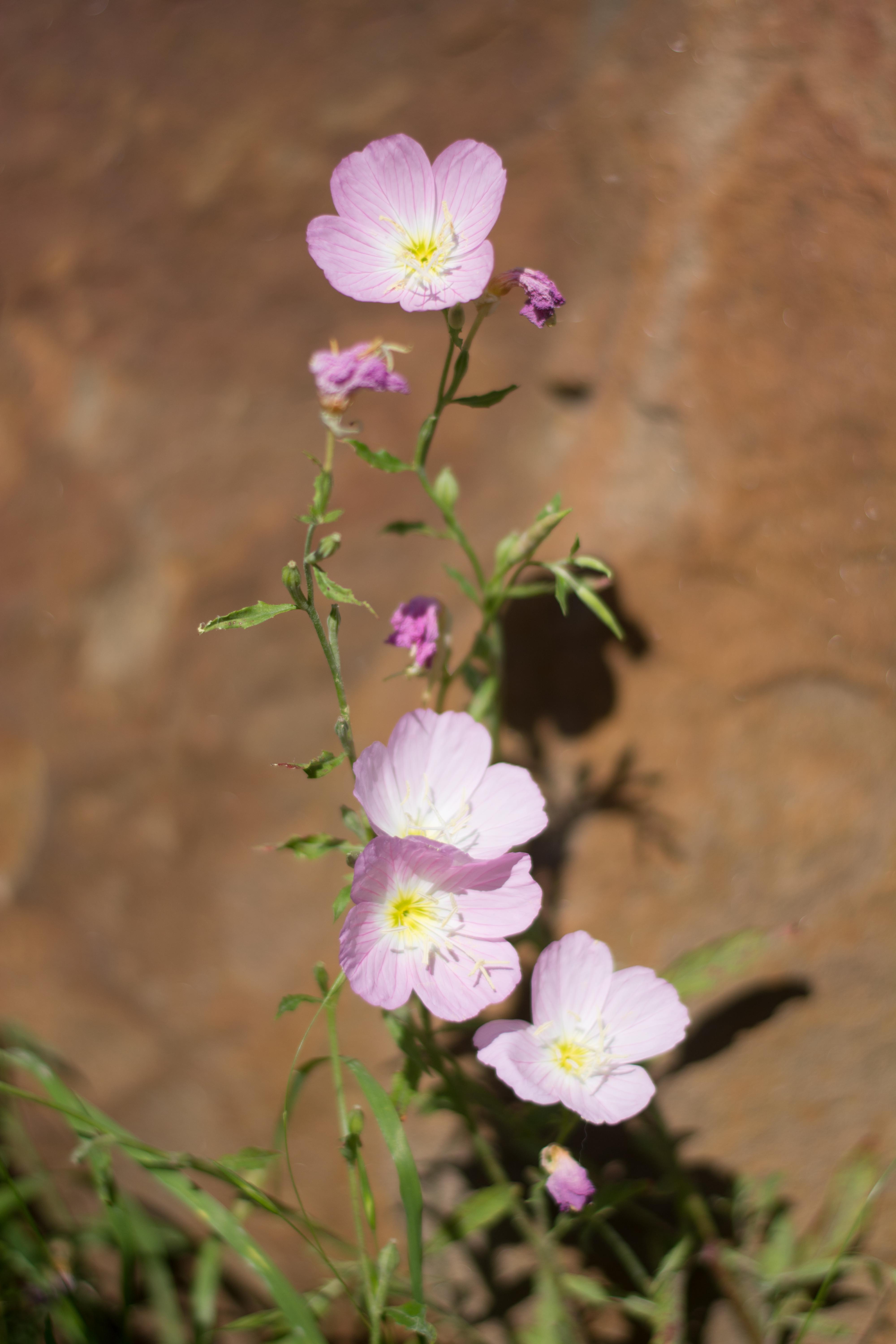 evening primrose