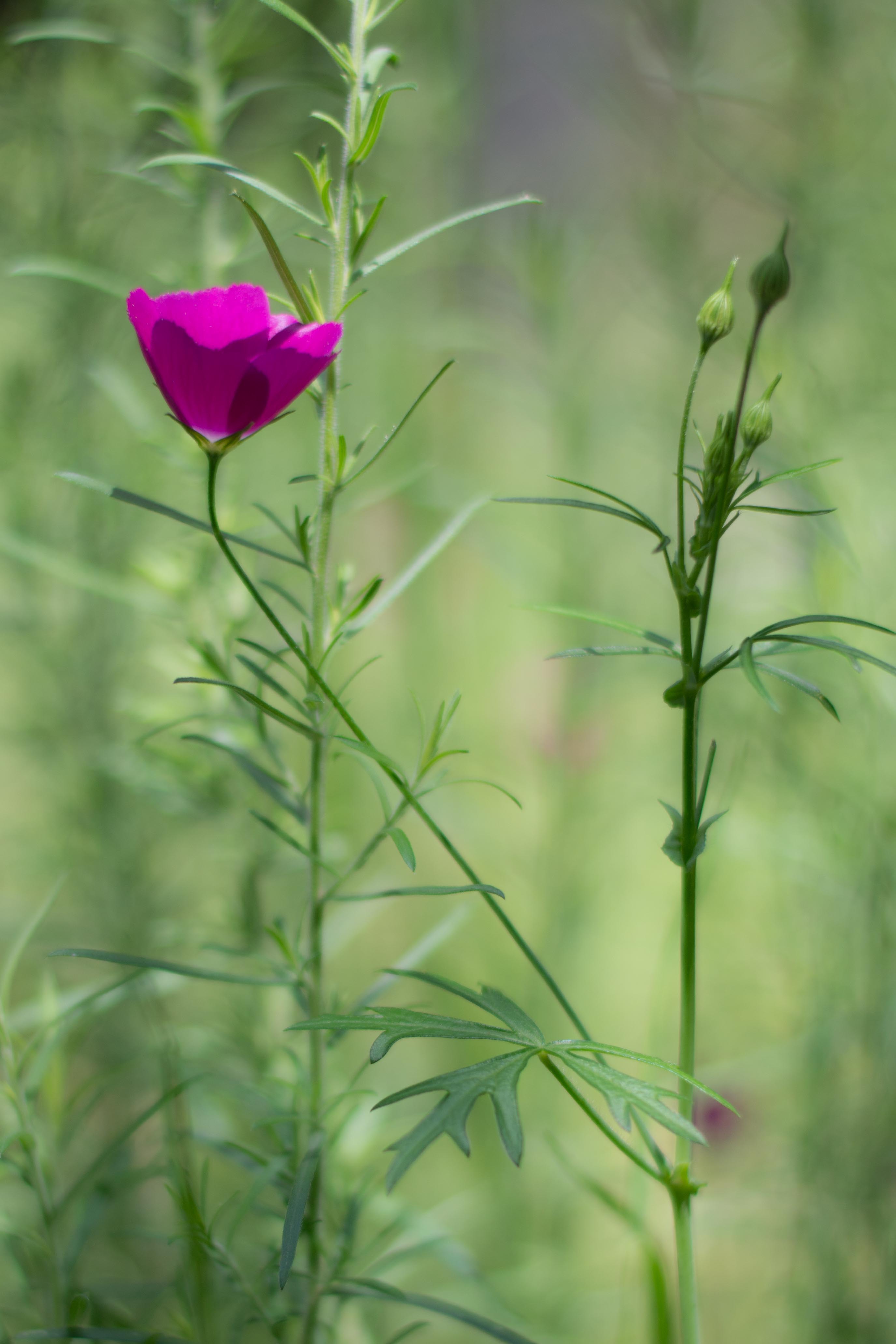 Callirhoe involucata