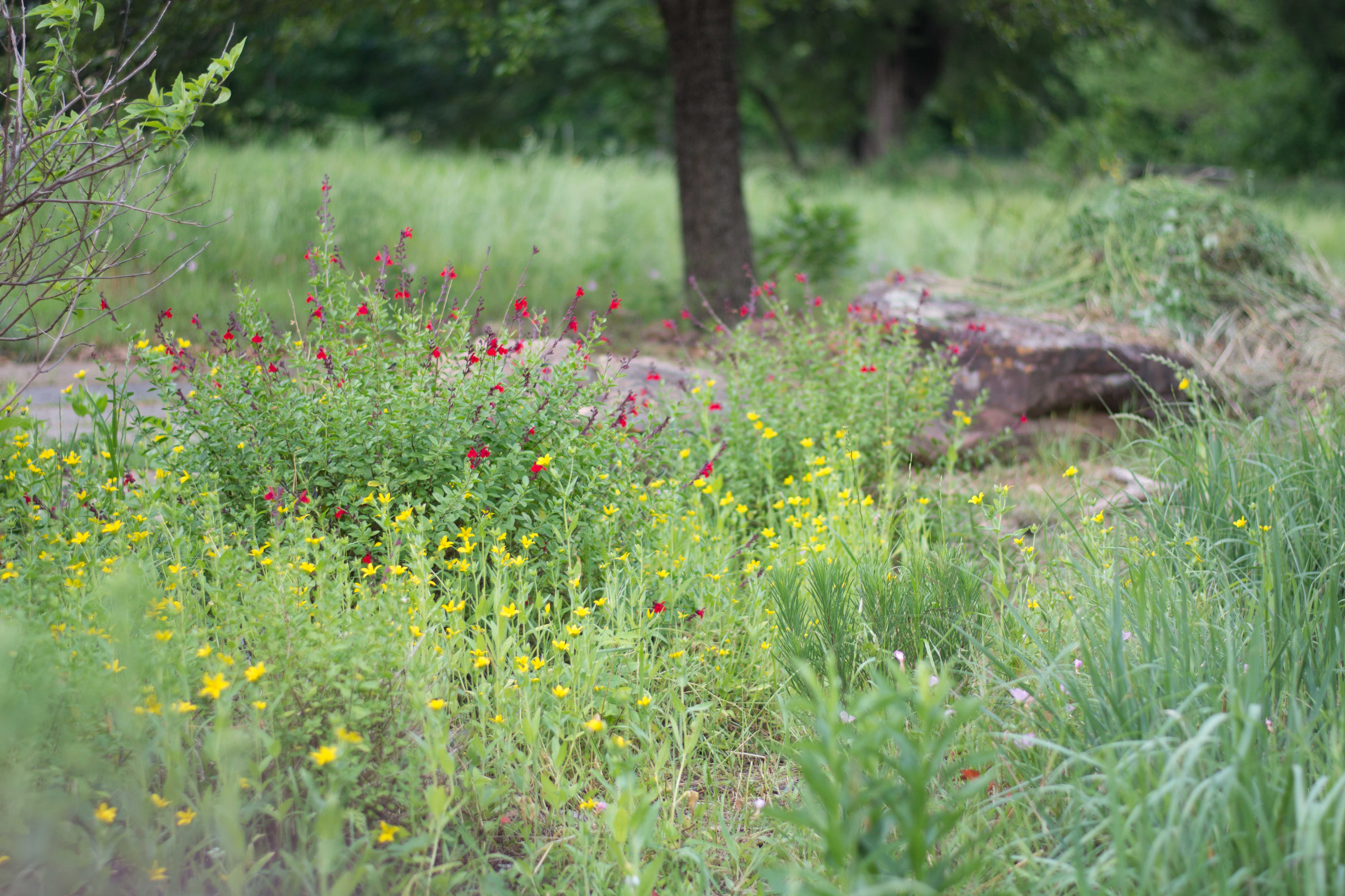 meadow of wildflowers