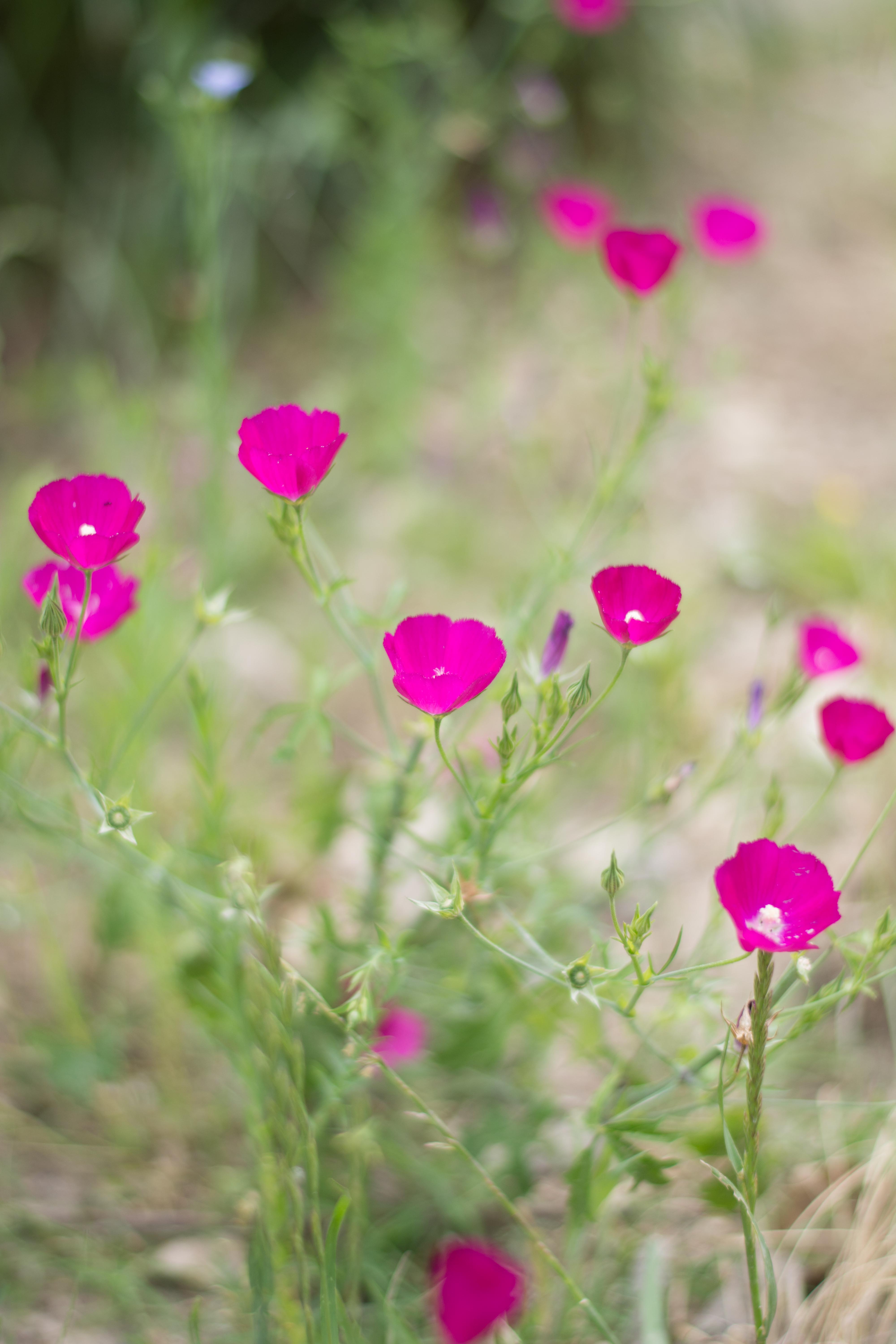 wine cups in bloom