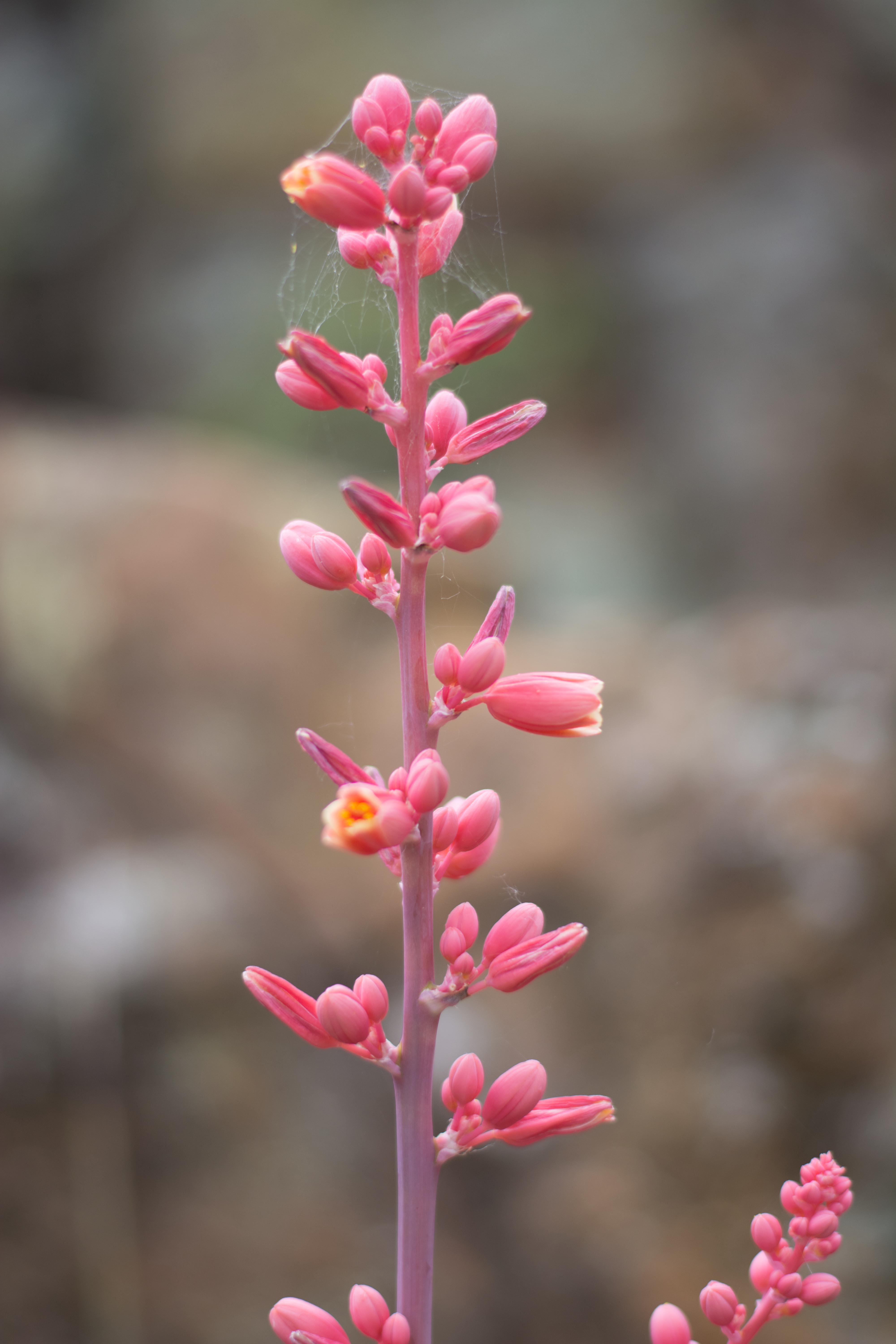 red yucca